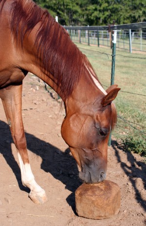 kentucky-performance-products-equine-horse-supplements-salt-block