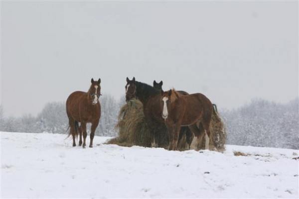 equine-horse-supplements-kentucky-performance-products (42)