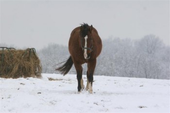 equine-horse-supplements-kentucky-performance-products (45)