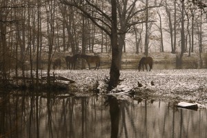 equine-horse-supplements- kentucky-performance-products-winter-water-LR