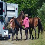 Ensure that your horses are thoroughly trained to load onto a trailer so that they can be evacuated easily in case of an emergency.