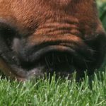 equine-horse-supplements-kentucky-performance-products (188)