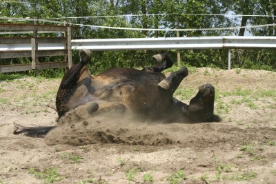 Rolling pony
