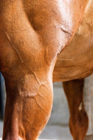 equine-horse-supplements- kentucky-performance-products-muscle-hypp-lr