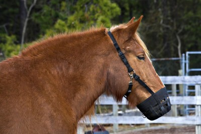 equine-horse-supplements-kentucky-performance-products (60) (Large)