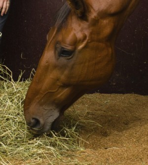 equine-horse-supplements- kentucky-performance-products-race-horse-eating