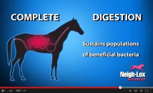 kentucky-performance-products-neigh-lox-advanced-equine-ulcers-horse