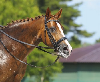 equine-horse-supplements-kentucky-performance-products (227) (Large)