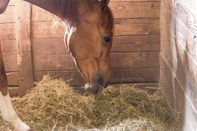 equine-horse-supplements-hay-kentucky-performance-products (Large)