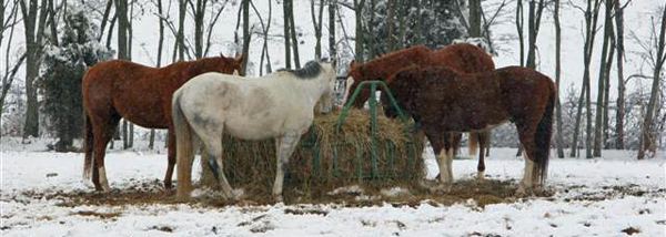 equine-horse-supplements-kentucky-performance-products (48)