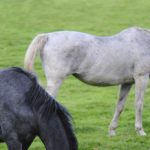 kentucky-performace-products-older-horse