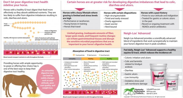 15-104 Dont Let Poor Digestive Tract Health Sideline Your Horse (Large)