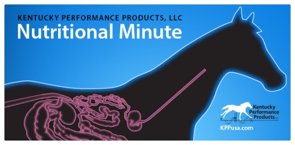 Kentucky Performance Products - Neigh-Lox Advanced-equine-ulcers