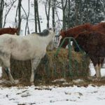 equine-horse-supplements-kentucky-performance-products (49)