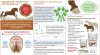 15-124 16x9 Ingredients for strong hooves and a healthy coat (Large)