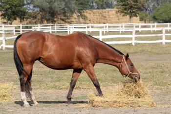 equine-horse-supplements-kentucky-performance-products (244) (Large)