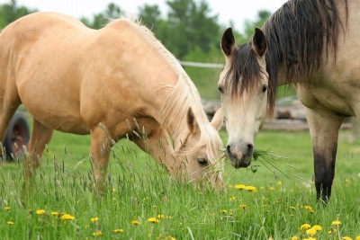 equine-horse-supplements-kentucky-performance-products (499) (Large)