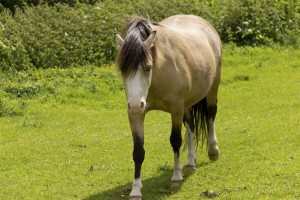 micro-phase -fat-horse (Large)