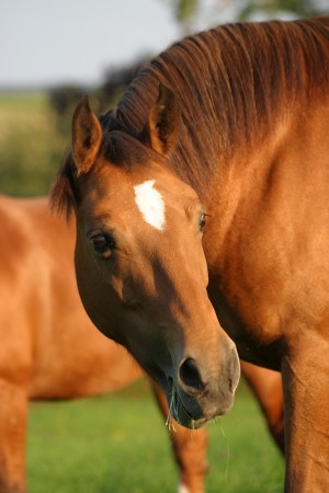 equine-horse-supplements-kentucky-performance-products (646)