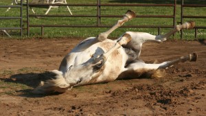 kentucky-performance-products-horse-colic