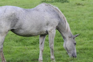 kentucky-performance-products-old-horse