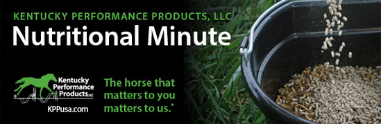 Get the Most Bang for Your Horse Supplement Buck