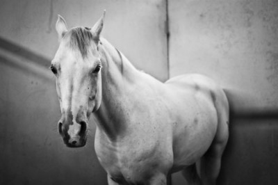 equine-horse-supplements-kentucky-performance-products (600) (Large)