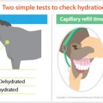 16-170 How to check if your horse is dehydrated