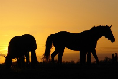 summer-horses (Large)