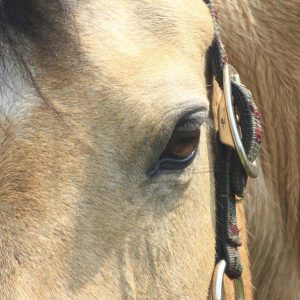 Vitamin-E-and-Equine-Motor-Neuron-Disease