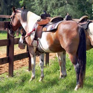 Keeping-Your-Horse-Safe-in-Hot-Weather
