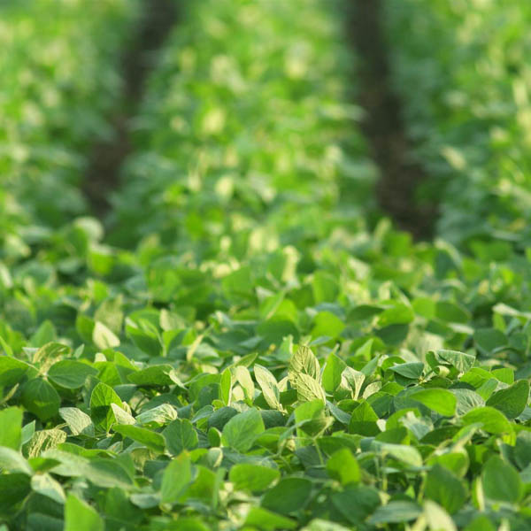 A Lesson in Lecithin KPP