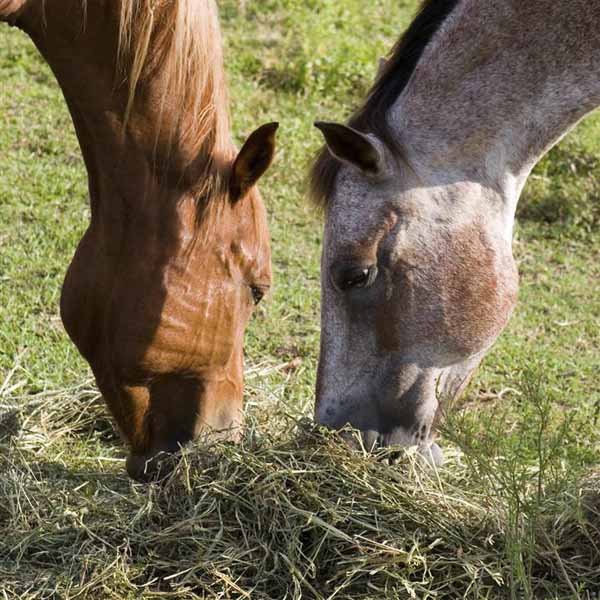 Fiber: The Key To Healthier Horses 