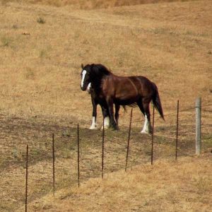Nutritional-Considerations-for-Horses-in-Drought-Conditions