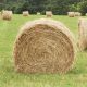 Picking-hay-for-sugar-starch-sensitive-horses