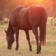 Dealing-with-arthritis-in-senior-horses