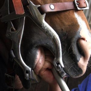 How-often-should-I-have-my-horses-teeth-examined