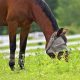 How-to-stop-sweet-itch-from-driving-you-and-your-horse-crazy