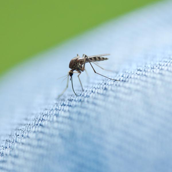 Defend Against Summer Bug Bites: Tips & Urgent Care