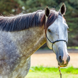 Arthritis in senior horses