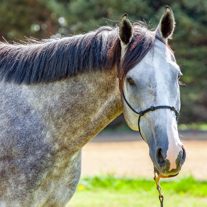 The Appaloosa Horse  Great Horses Benefit From Great Supplements