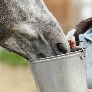 Provide-a-proper-cool-down-period-for-your-horse