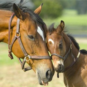 Building-a-strong-immune-system-in-mares-and-foals