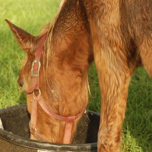 Horse-Health-Tidbit-Managing-PPID