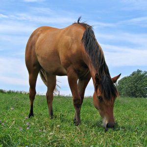 Feeding-strategies-to-prevent-laminitis-in-easy-keepers