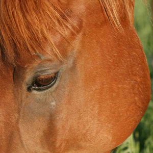 Tetanus-is-your-horse-at-risk