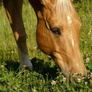 Protein-in-hay-and-pasture