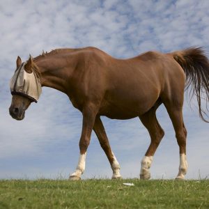 What-is-arthritis-and-why-are-older-horses-more-susceptible