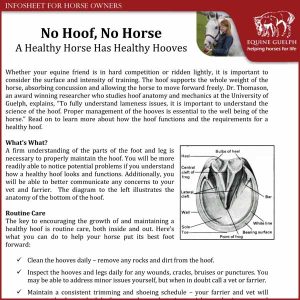 No-Hoof-No-Horse