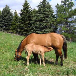 Good-Nutrition-in-Broodmares-Supports-Healthy-Foals